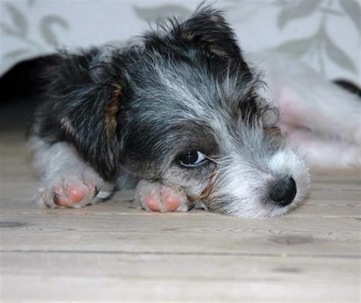 Jack russell terrier (Princesse) Leia billede 7