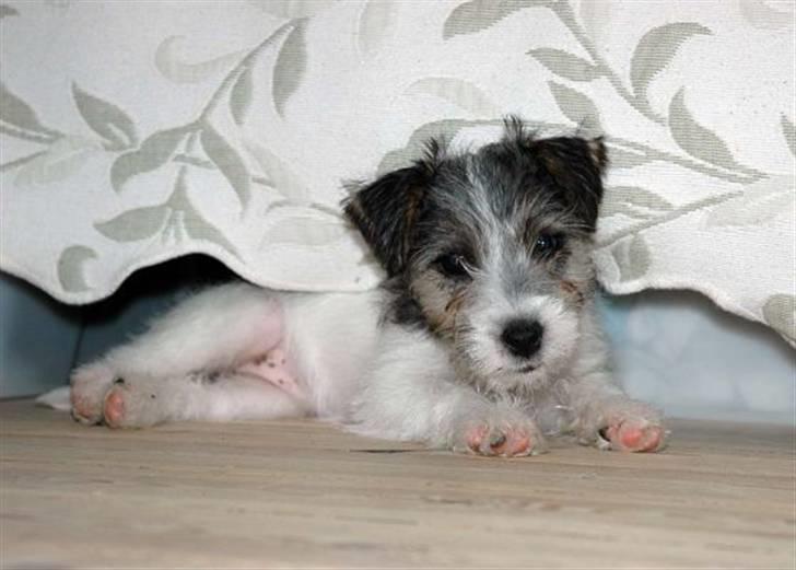 Jack russell terrier (Princesse) Leia billede 8