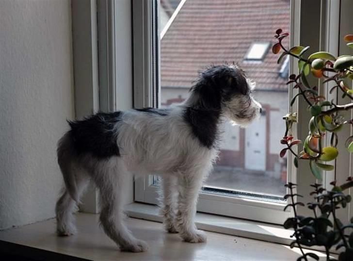 Jack russell terrier (Princesse) Leia billede 9