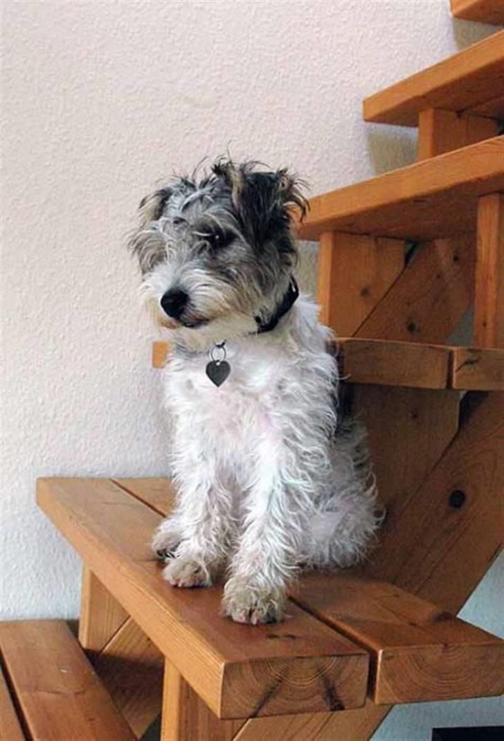 Jack russell terrier (Princesse) Leia billede 10