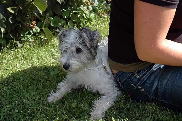 Jack russell terrier (Princesse) Leia billede 11