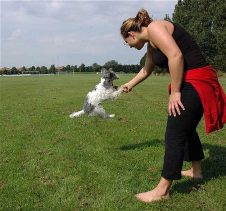 Jack russell terrier (Princesse) Leia billede 12