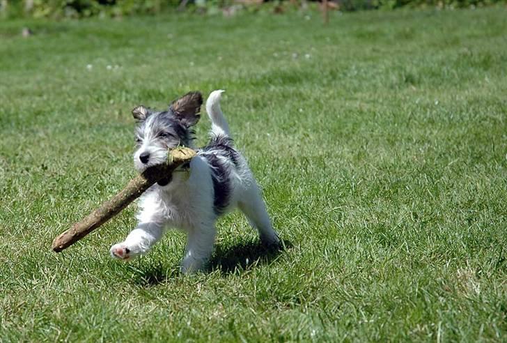 Jack russell terrier (Princesse) Leia billede 14