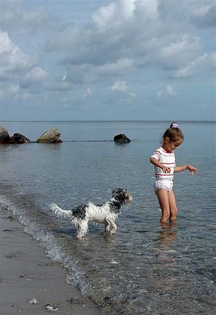 Jack russell terrier (Princesse) Leia billede 15