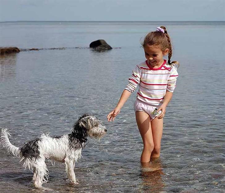 Jack russell terrier (Princesse) Leia billede 16