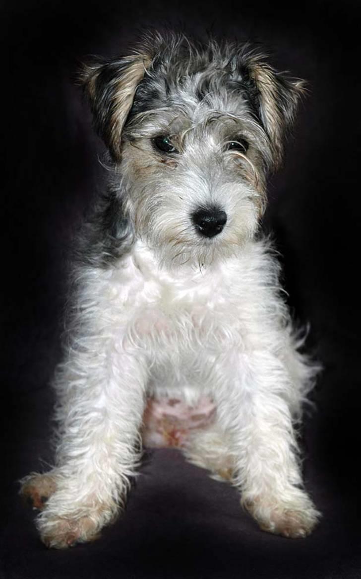 Jack russell terrier (Princesse) Leia billede 17