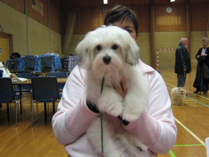 Coton de tulear Tica billede 8