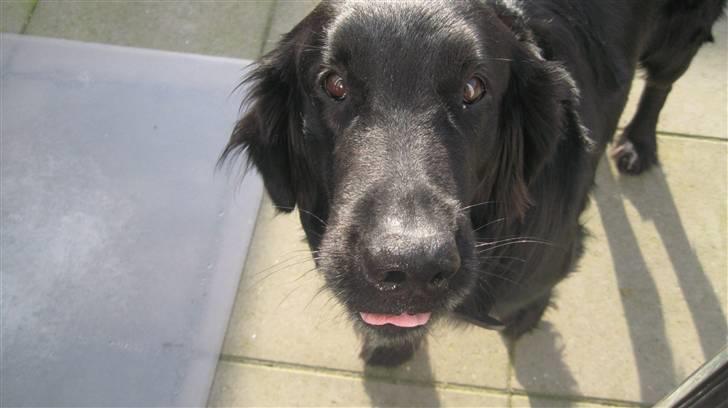 Flat coated retriever Robin - Haha hvor er han nuttet !<3 billede 12