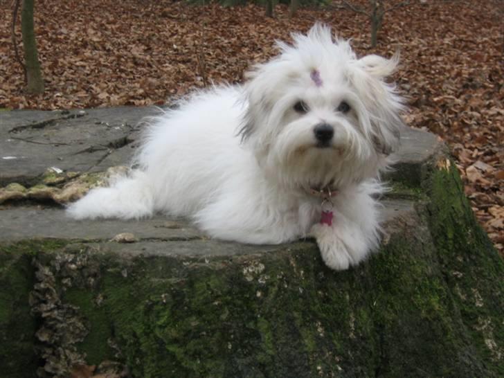Coton de tulear Tica billede 9