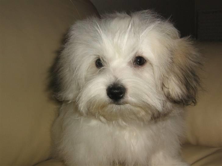 Coton de tulear Tica billede 10