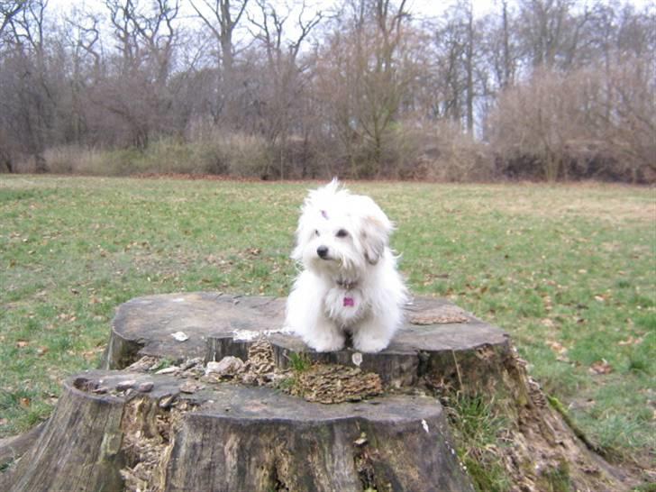 Coton de tulear Tica billede 11