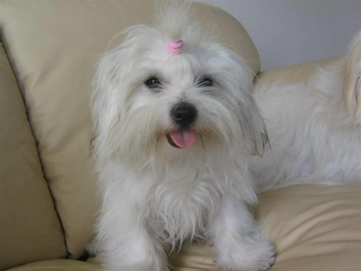 Coton de tulear Tica billede 12