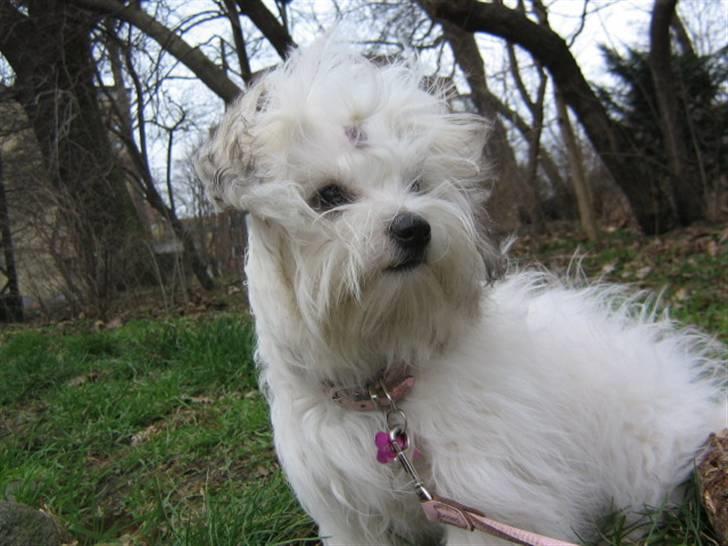 Coton de tulear Tica billede 13