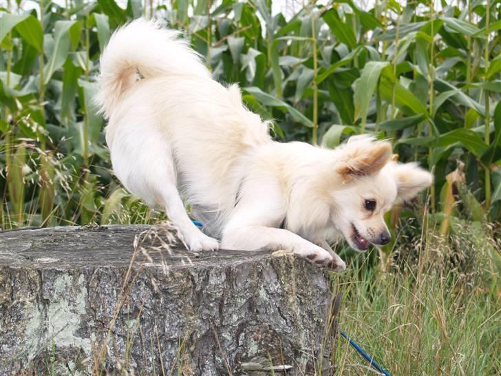 Blanding af racer Lillie billede 19