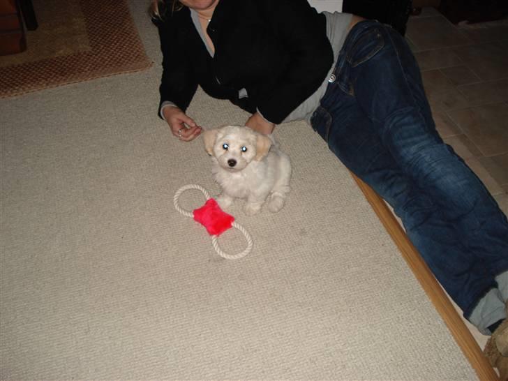 Blanding af racer FREJA billede 16