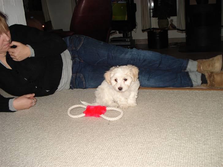 Blanding af racer FREJA billede 17