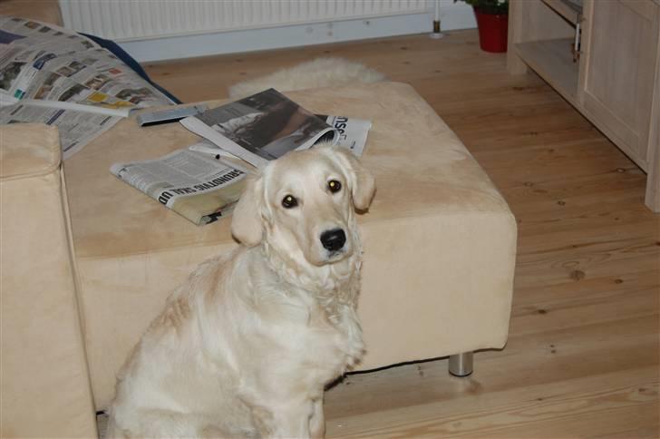 Golden retriever Mischa billede 14