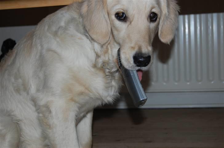 Golden retriever Mischa - jeg skulle lige ringe til en men måtte ikke billede 15