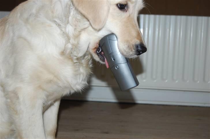 Golden retriever Mischa billede 16