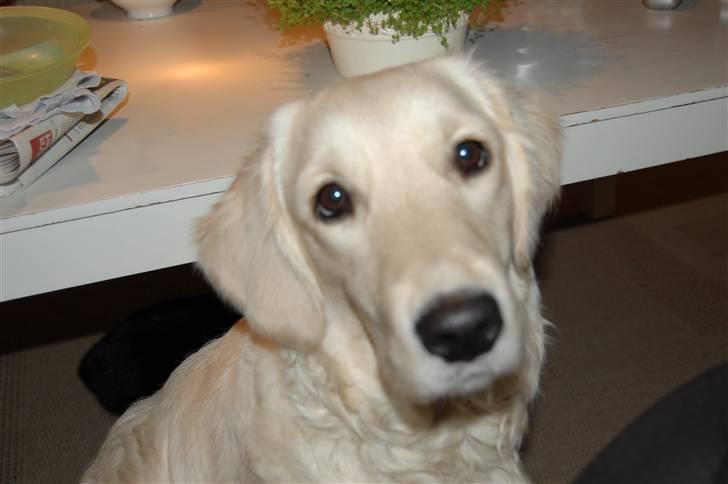 Golden retriever Mischa - se misja er hun ikke nuser var billede 17