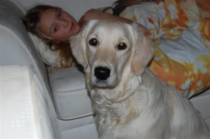 Golden retriever Mischa billede 18