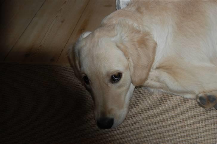 Golden retriever Mischa billede 19