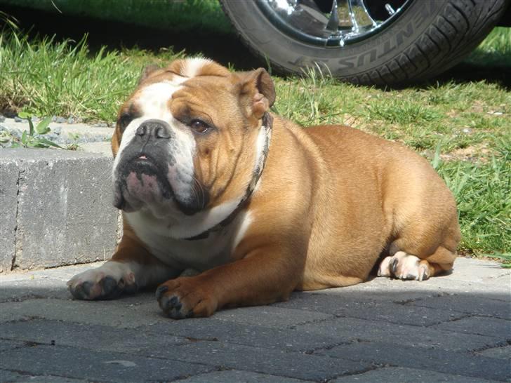 Engelsk bulldog Jones billede 11