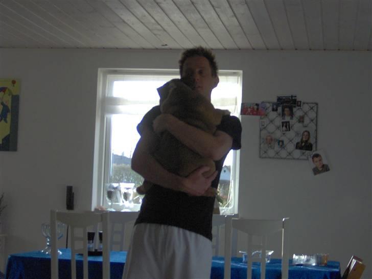 Engelsk bulldog Jones billede 12