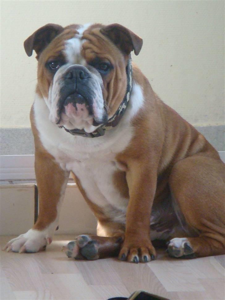 Engelsk bulldog Jones billede 13
