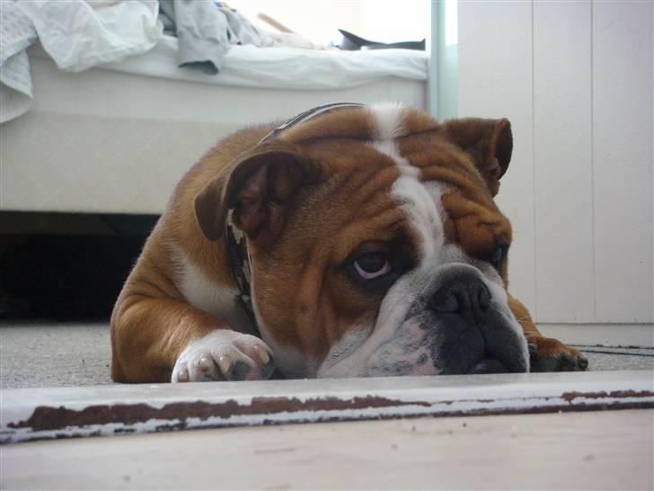 Engelsk bulldog Jones billede 14