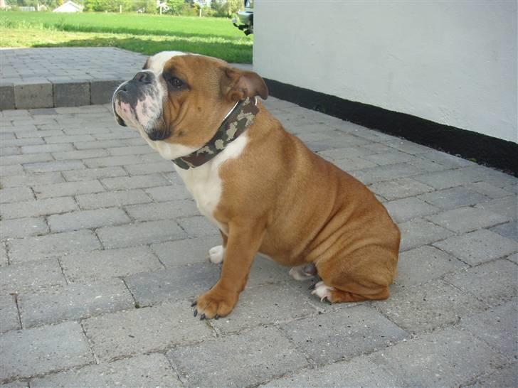 Engelsk bulldog Jones billede 15