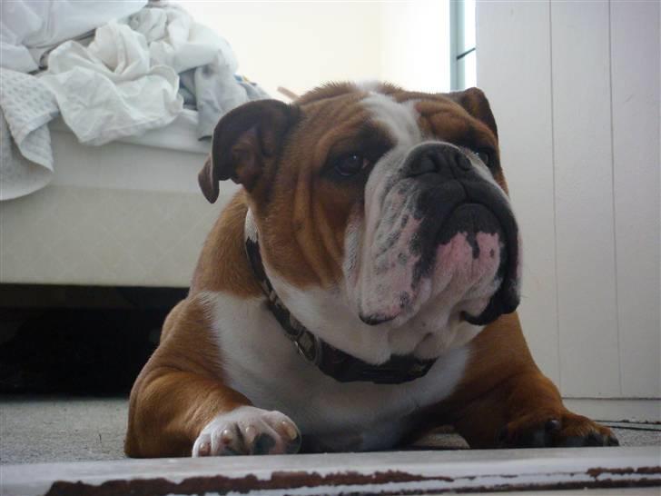 Engelsk bulldog Jones billede 16