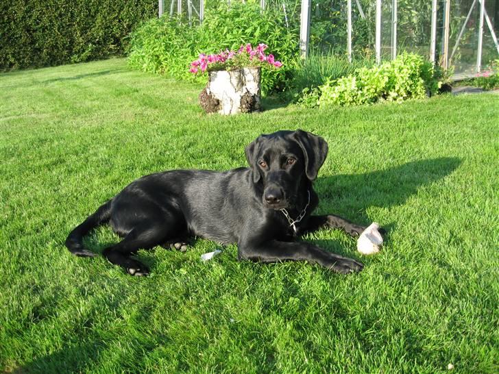 Labrador retriever Lunte billede 5