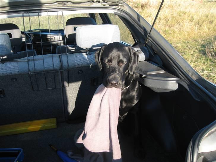 Labrador retriever Lunte billede 6