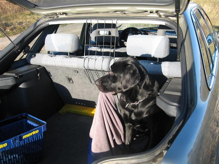 Labrador retriever Lunte billede 7