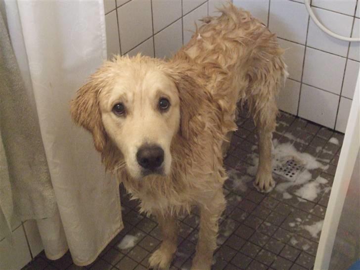 Golden retriever Balto - Jeg HADER at være i bad.. kan man ikke godt se det?  billede 13