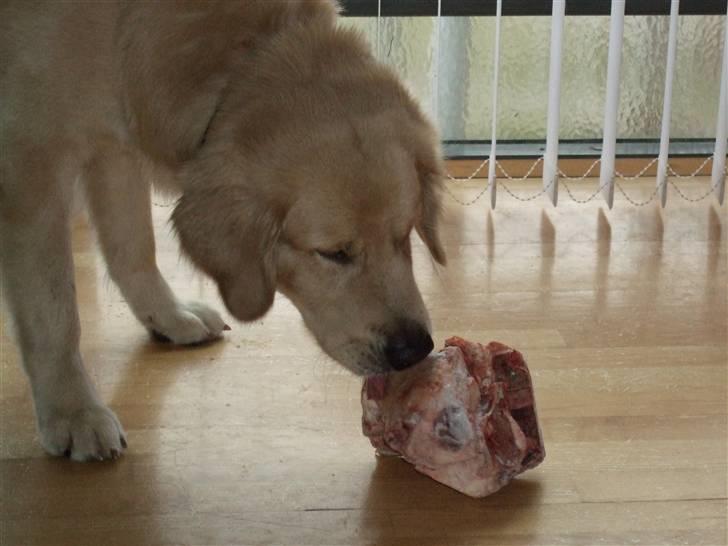Golden retriever Balto - Mmm.. Kæmpe kødben.. billede 14