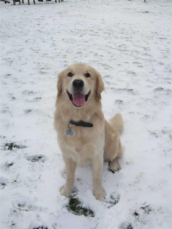 Golden retriever Balto - Jubii.. så kom sneen endelig.. billede 15