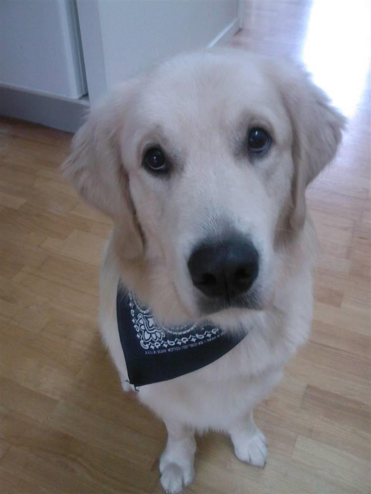 Golden retriever Balto - Mine søde hundeøjne er da ikke til at stå for vel? billede 16