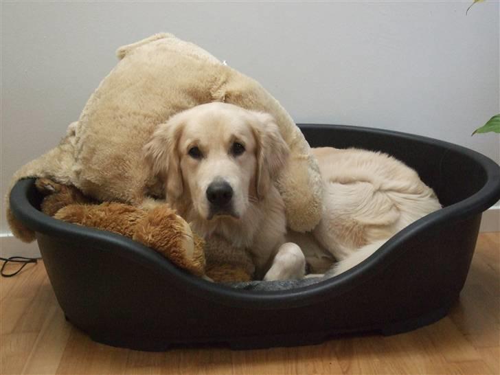 Golden retriever Balto - Dejligt begravet under min store yndlingsbamse.. ;-) billede 17