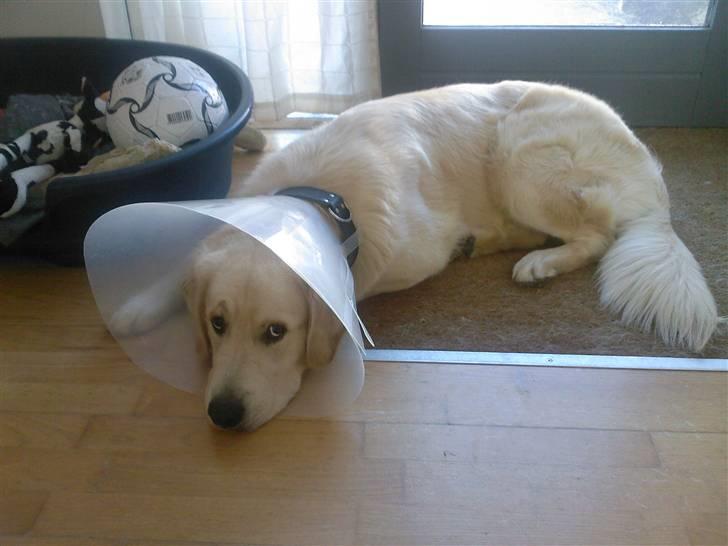 Golden retriever Balto - Har det ikke så godt :-( billede 18