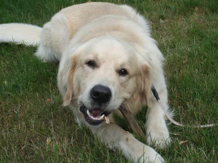 Golden retriever Balto - Gnaske, gnaske.. elsker at tygge i gren.. billede 19