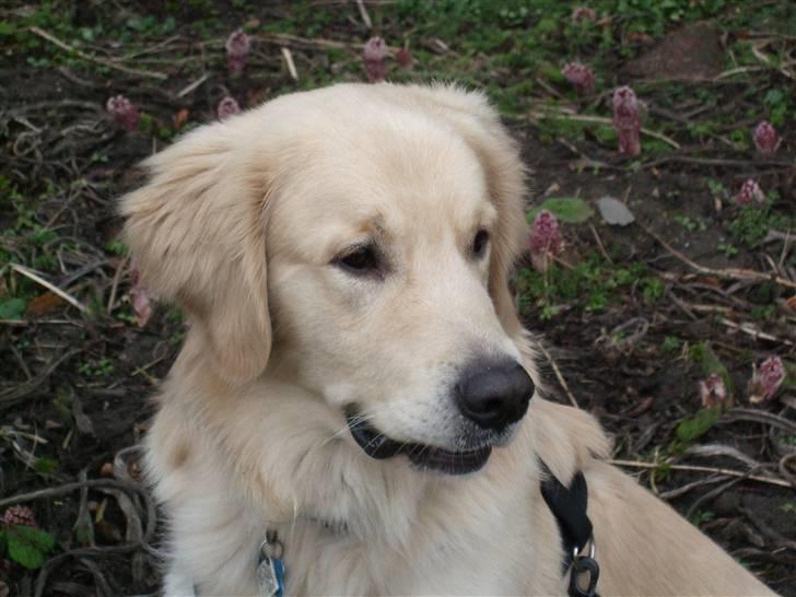 Golden retriever Balto - Hvad sker der mon derover? billede 20