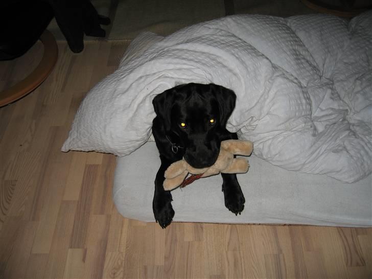 Labrador retriever Lunte billede 8