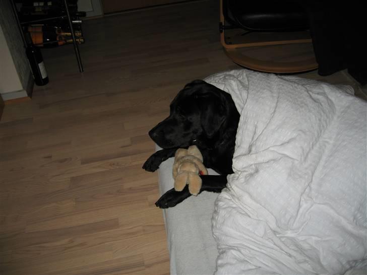 Labrador retriever Lunte billede 9