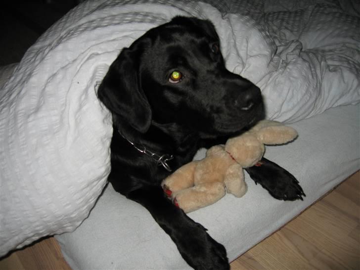 Labrador retriever Lunte billede 10