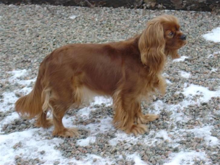 Cavalier king charles spaniel Canis - Canis´ mor Atti´s Olympic Odessa - "Cherie" billede 14