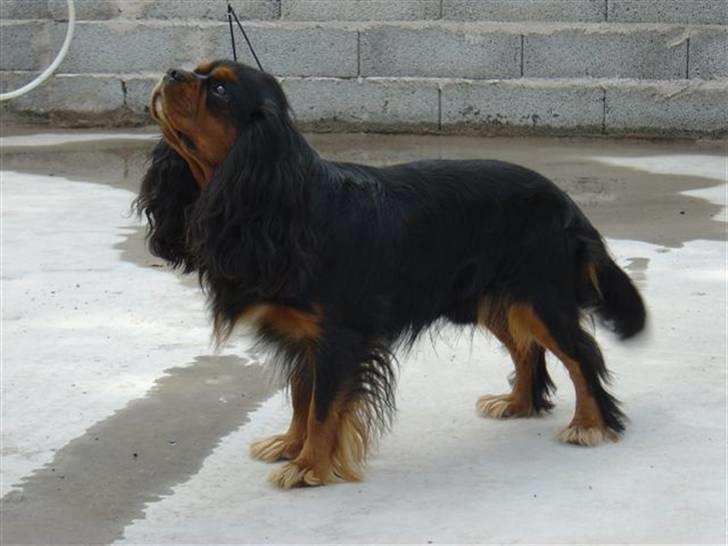 Cavalier king charles spaniel Canis - Canis´ far Damehill´s Lord Lucas - "Lucas" billede 15