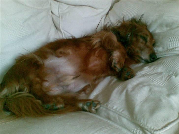 Gravhund Kasper billede 1