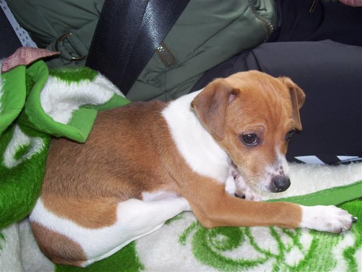 Dansk svensk gaardhund Tikki billede 1